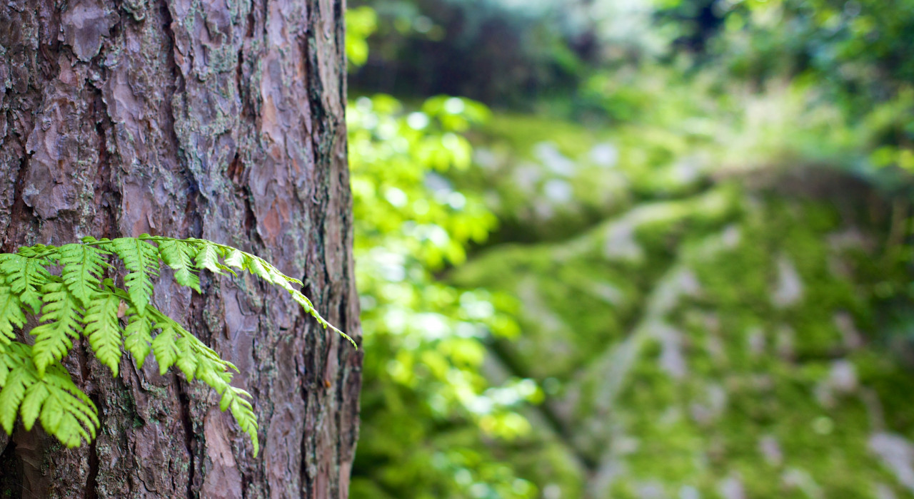 bark-forest-tree-4587_1